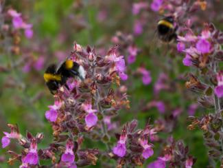 Bumblebee on thyme